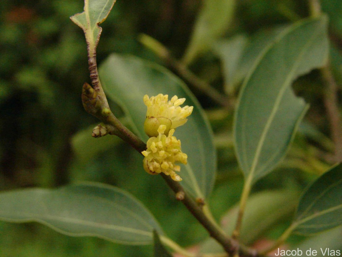 Neolitsea cassia (L.) Kosterm.